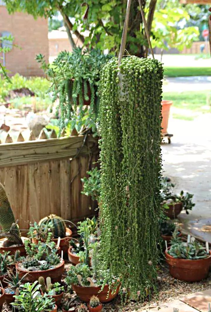 吊兰多肉养护技巧和方法,吊兰多肉的养殖方法和注意事项