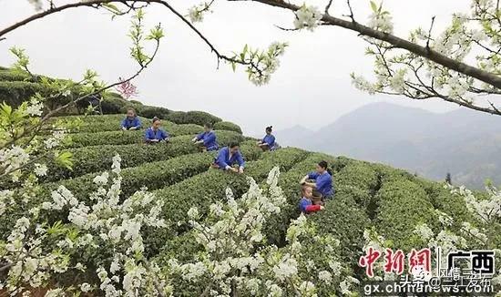 媒体看融安,三江侗乡新闻