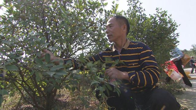飘香千年的茶油,湖南茶油有哪些好处