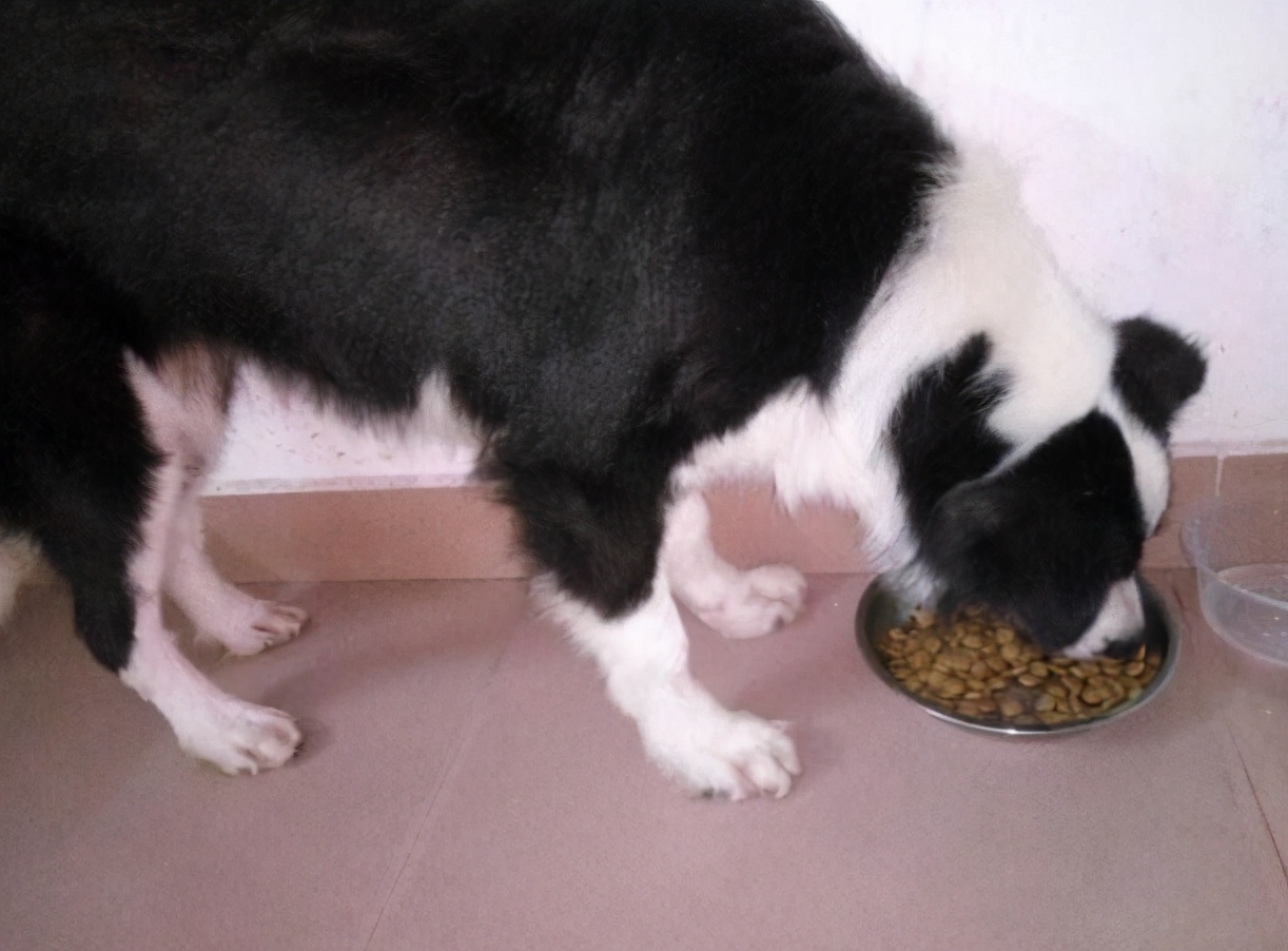 边牧吃什么狗粮比较好,边牧一天吃多少克狗粮