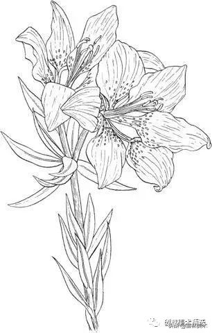 工笔花卉线稿和色稿,花卉白描线稿