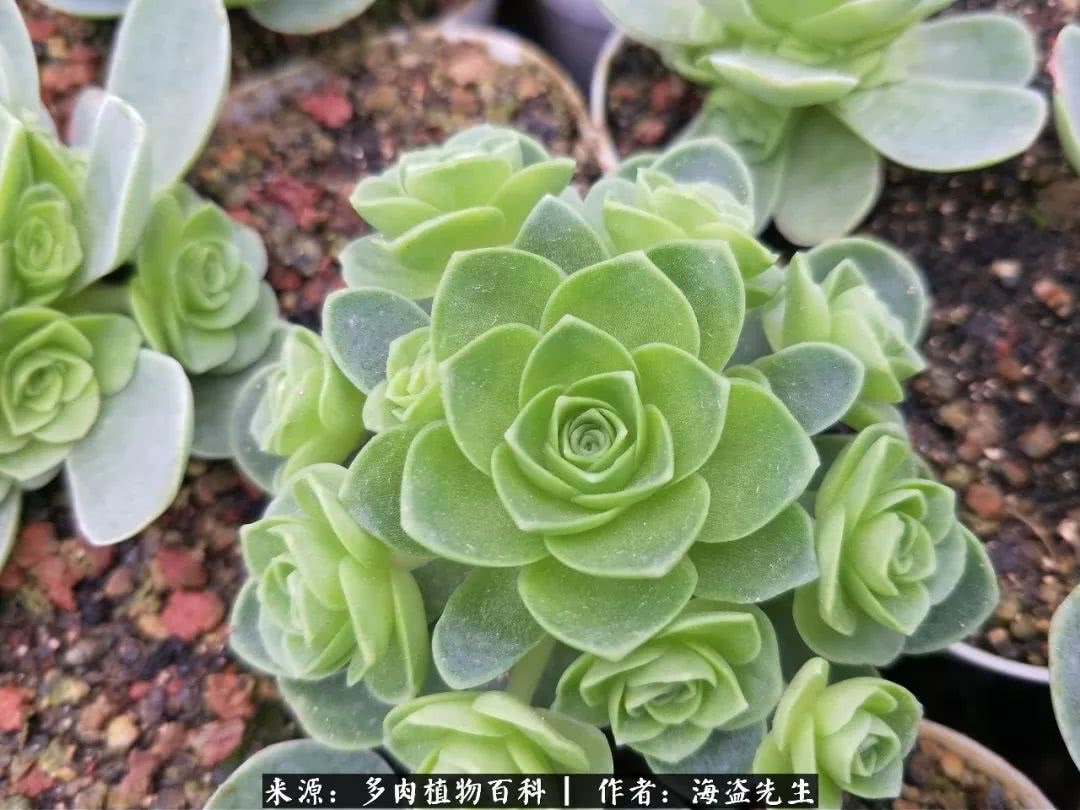 介绍多肉生长特点,多肉植物科普讲解图片视频