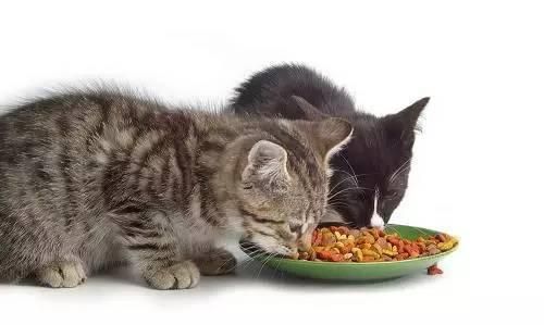 猫突然掉一大块毛是猫癣吗,猫舍买的猫有猫癣该怎么办