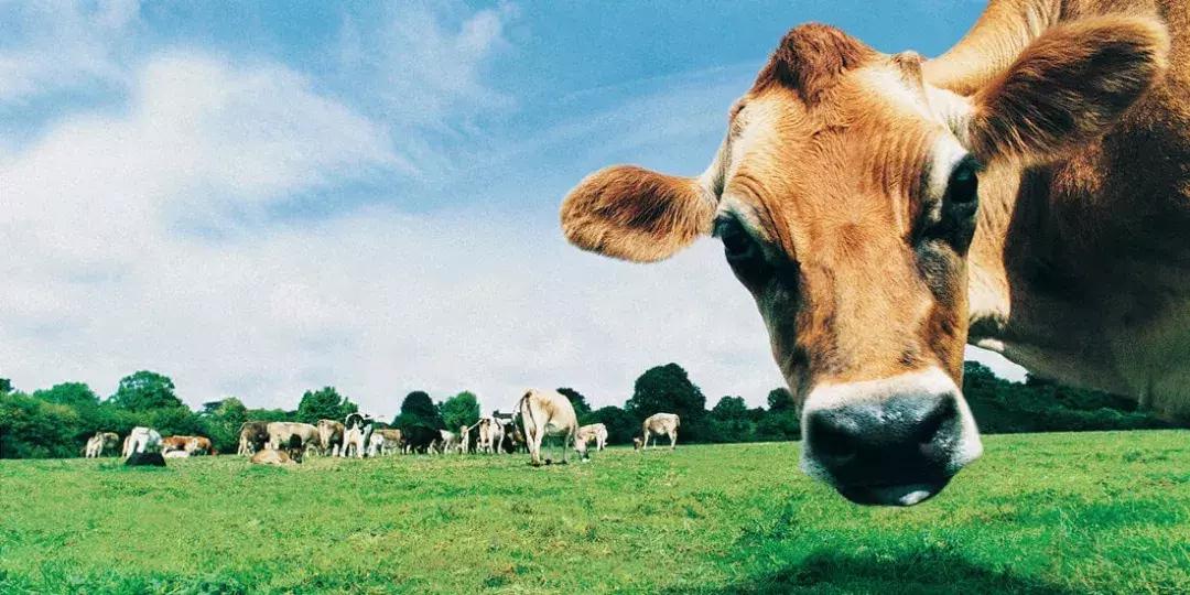 澳洲牛奶销量,澳洲的牛乳钙涨价了吗