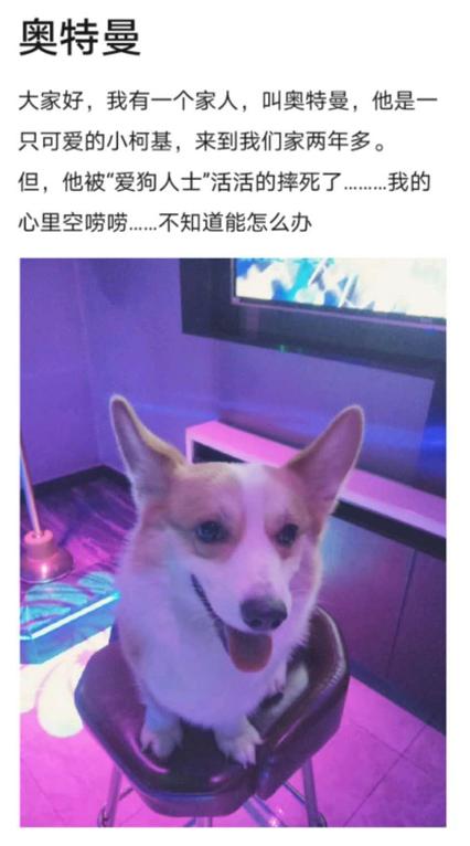 养了多年的狗被卖掉,养了两年的狗被原主人要回去