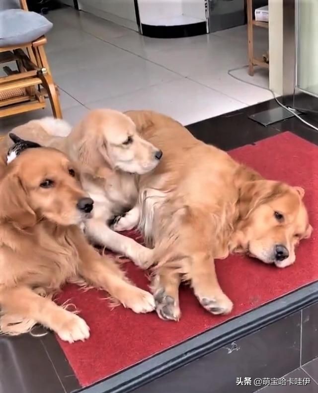 主人说客人来了,金毛整齐排队躲到仓库,连猫也不忘一起叼进去