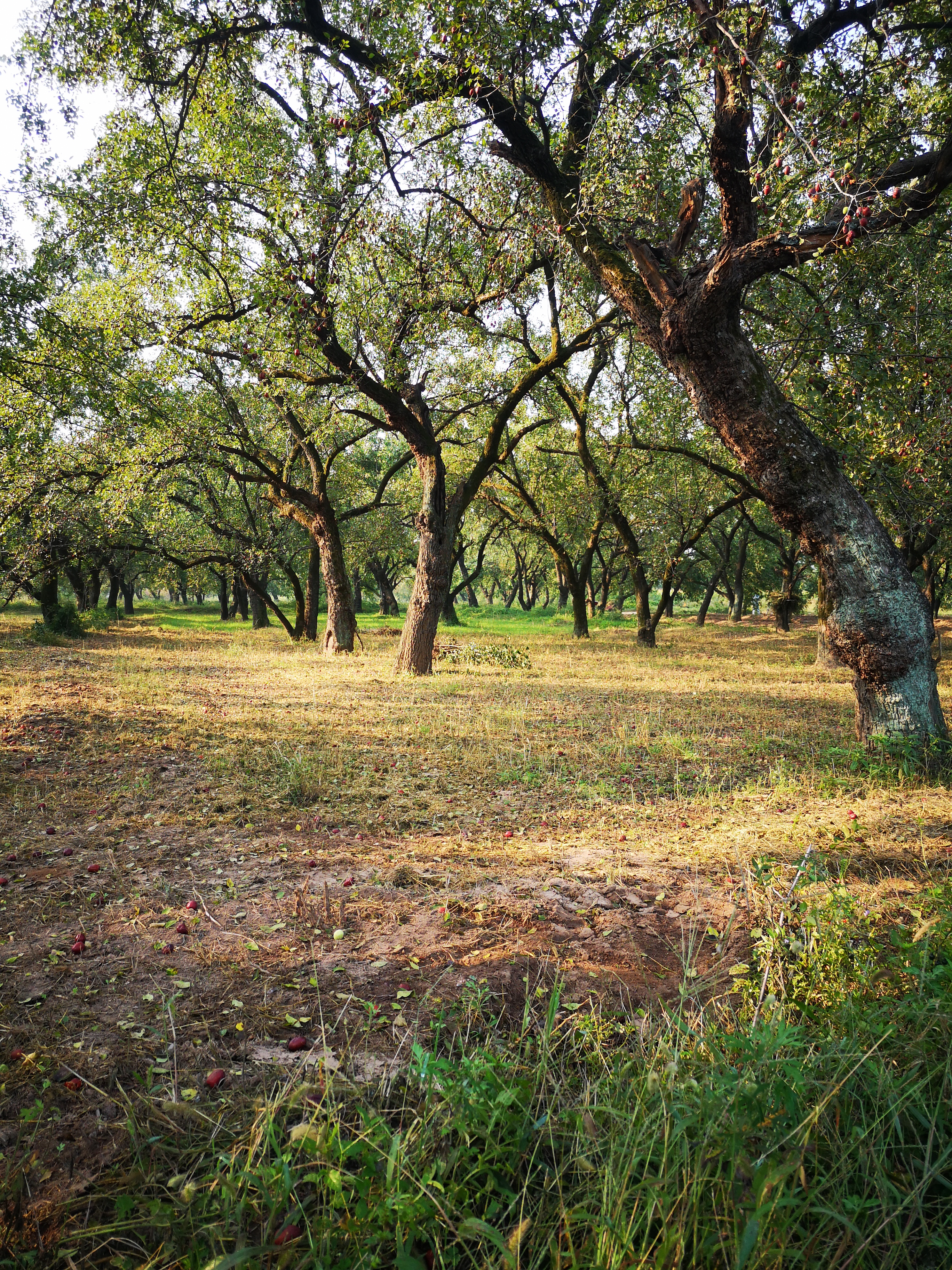 璐℃灒楠忔灒鐏版灒,璐℃灒鍥藉