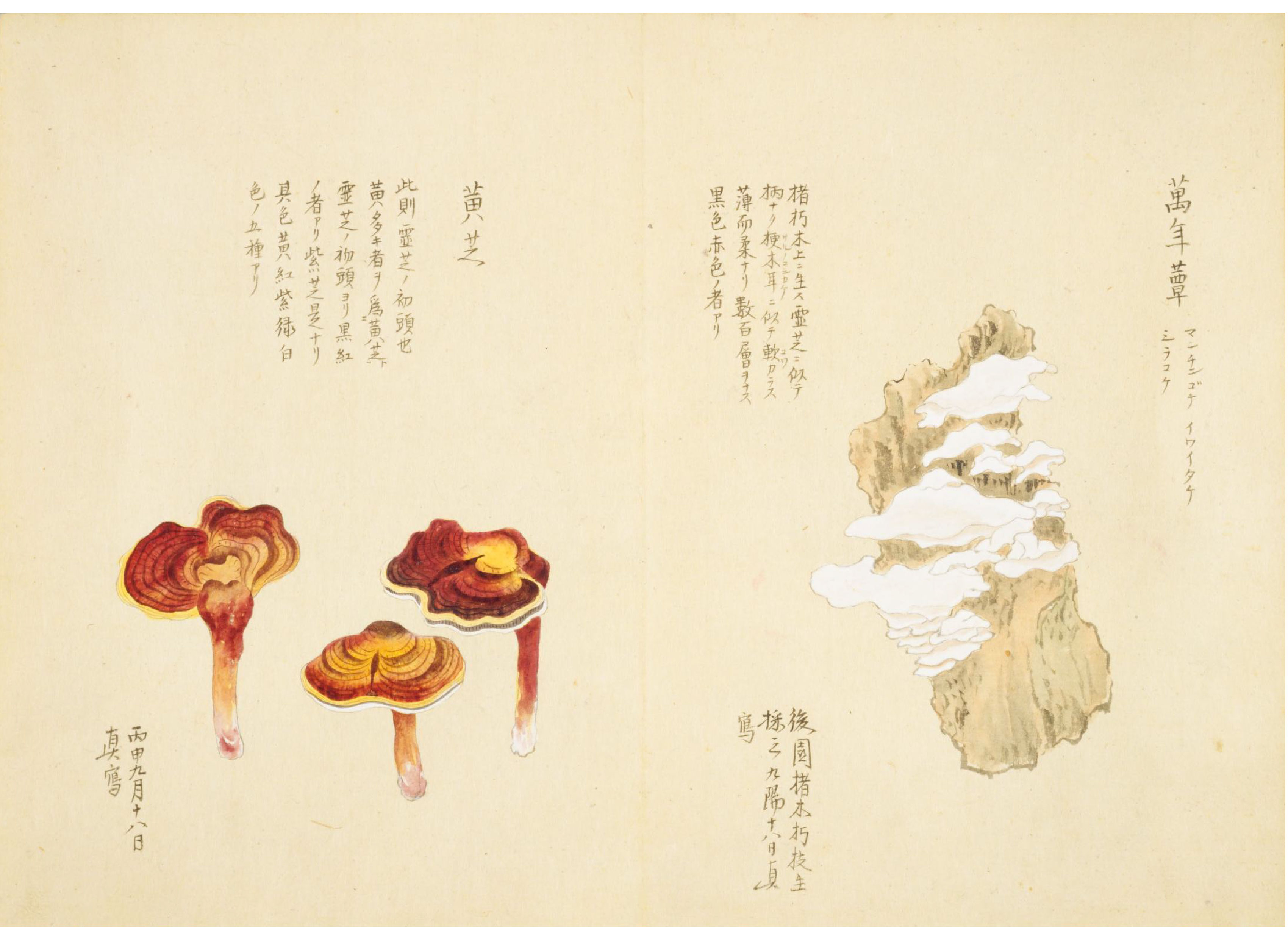 各种多彩菌图片大全,意式野菌图片大全