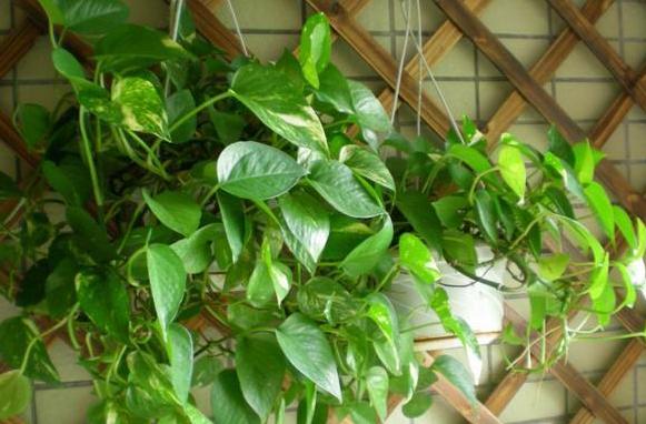 绿萝如何养又绿又肥小妙招,绿萝土壤稀少怎么办
