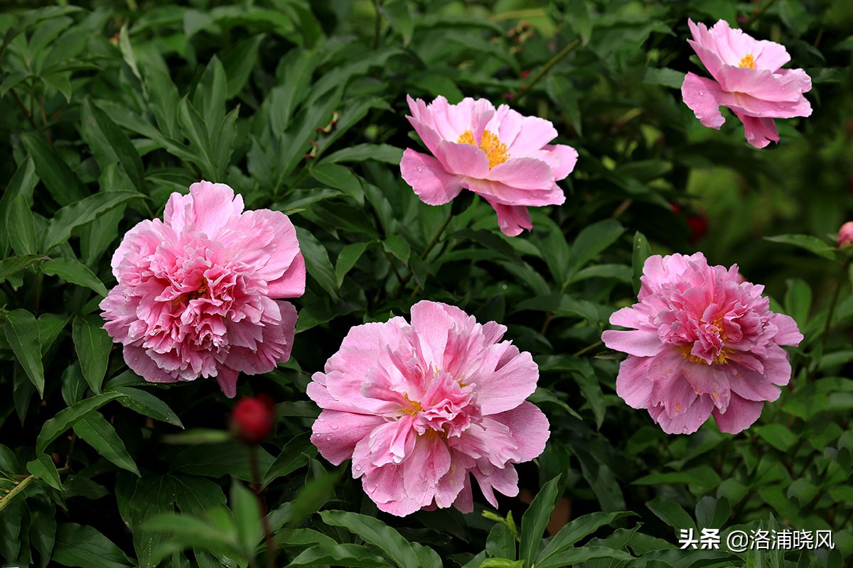 大院绿化的回忆——顺便看看院里的芍药定个究竟有多少种？