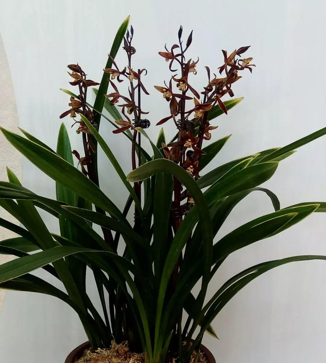 好养的兰花既高贵又漂亮惹人喜欢,哪种兰花最好养四季开花又很香