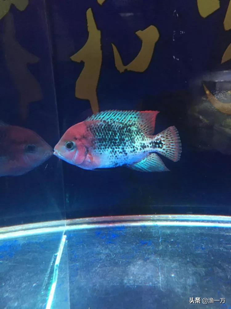 罗汉鱼的养法和注意事项,饲养罗汉鱼苗注意事项