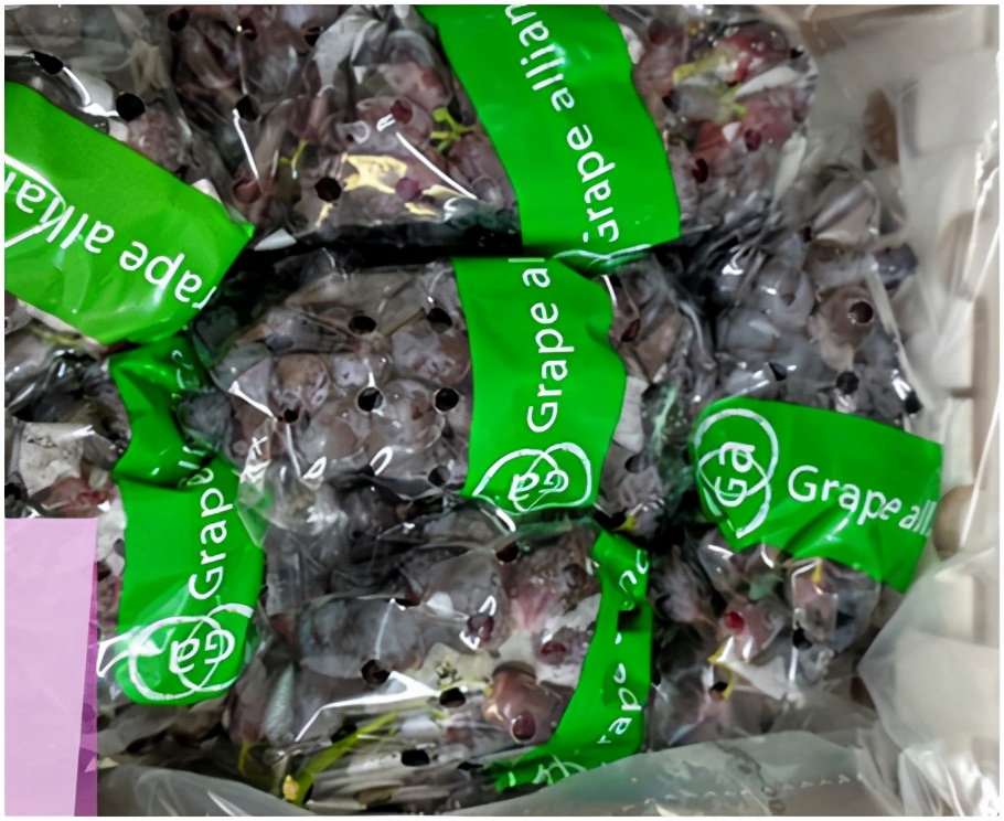 进口提子哪些品种 (进口提子品种及图解)