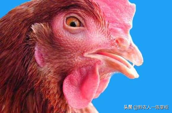 养鸡行业的风险及措施,养鸡十大风险