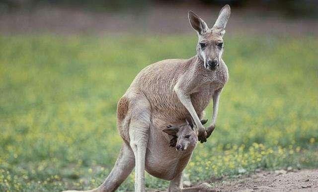 澳洲旅游袋鼠,澳洲袋鼠国旅游