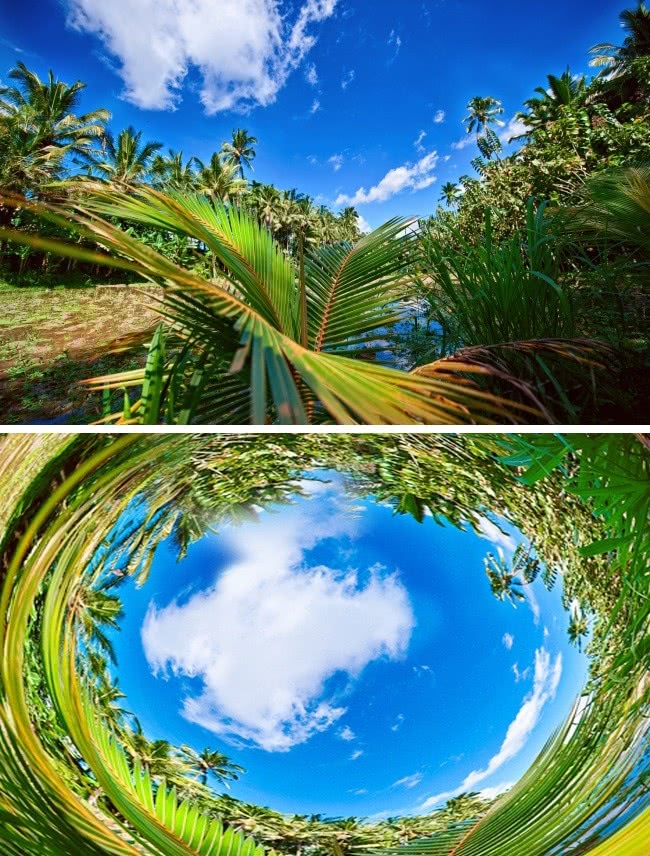 什么动物视力模糊不清,视力与人类一样的动物