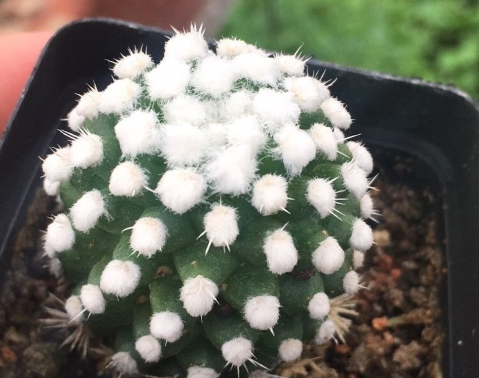 101仙人球,101个仙人球品种