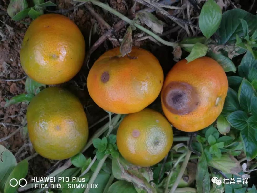 今年柑桔春季管理,柑桔种植全年管理计划