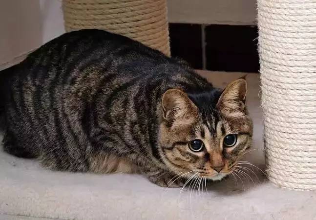 家猫和野生猫的区别,宠物猫和野生猫的区别