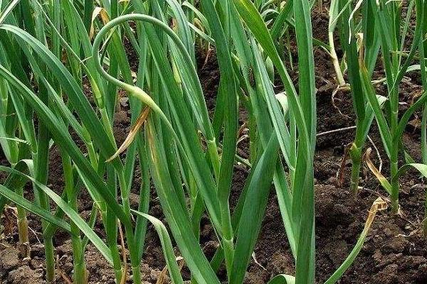 大蒜种植的技术与方法,大蒜种植方法和最佳时间