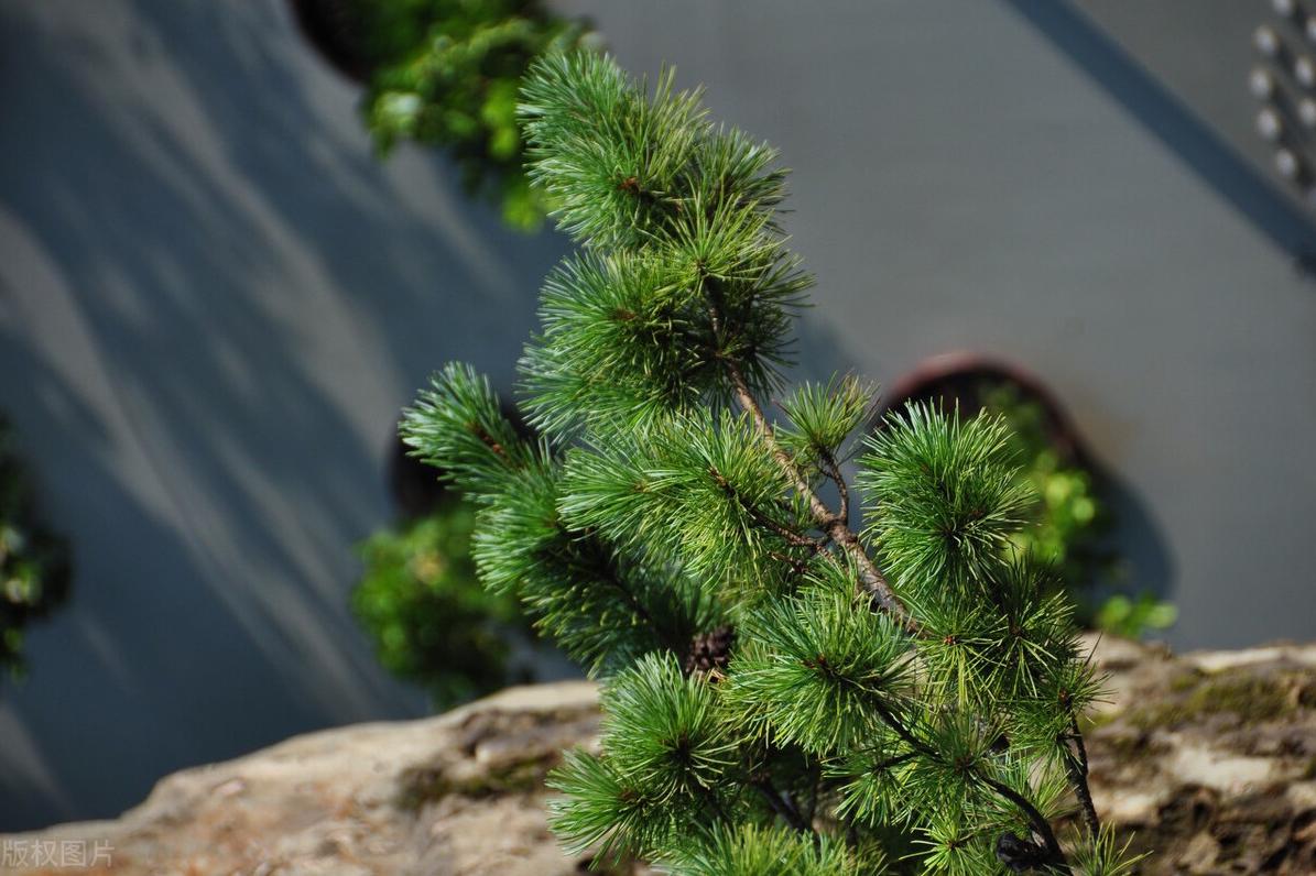 罗汉松如何养护才能养好,罗汉松怎么养护不黄叶