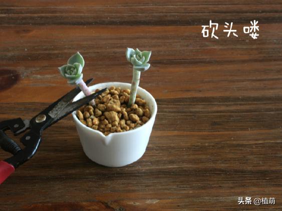 白牡丹叶插苗有多好养,白牡丹徒长修剪