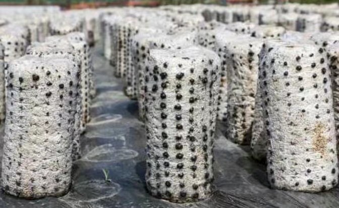 【原创】黑木耳代料栽培技术