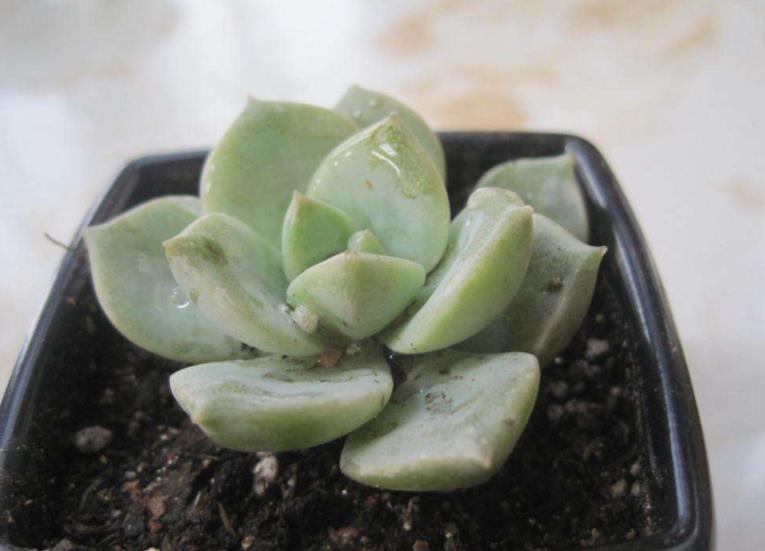 白牡丹散茶有枯叶,多肉白菊枯叶怎么不好清理了