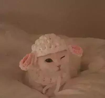 猫咪隔着衣服抓伤要打针吗,被猫咪咬伤要不要打破伤风