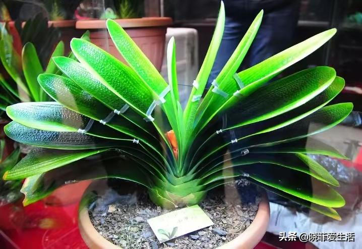 君子兰养了几年不开花要换盆吗,君子兰不开花这样养一年能开两茬