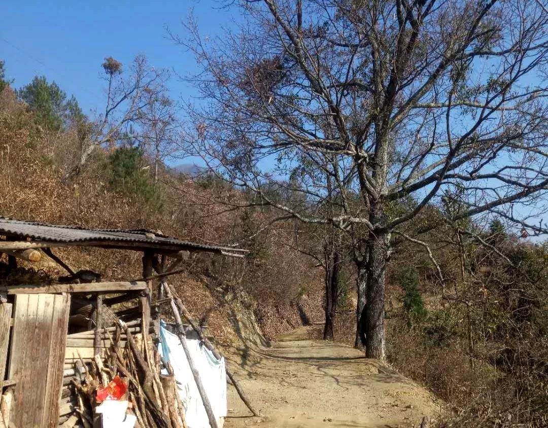 干娘文章的赏析,朗诵散文干娘