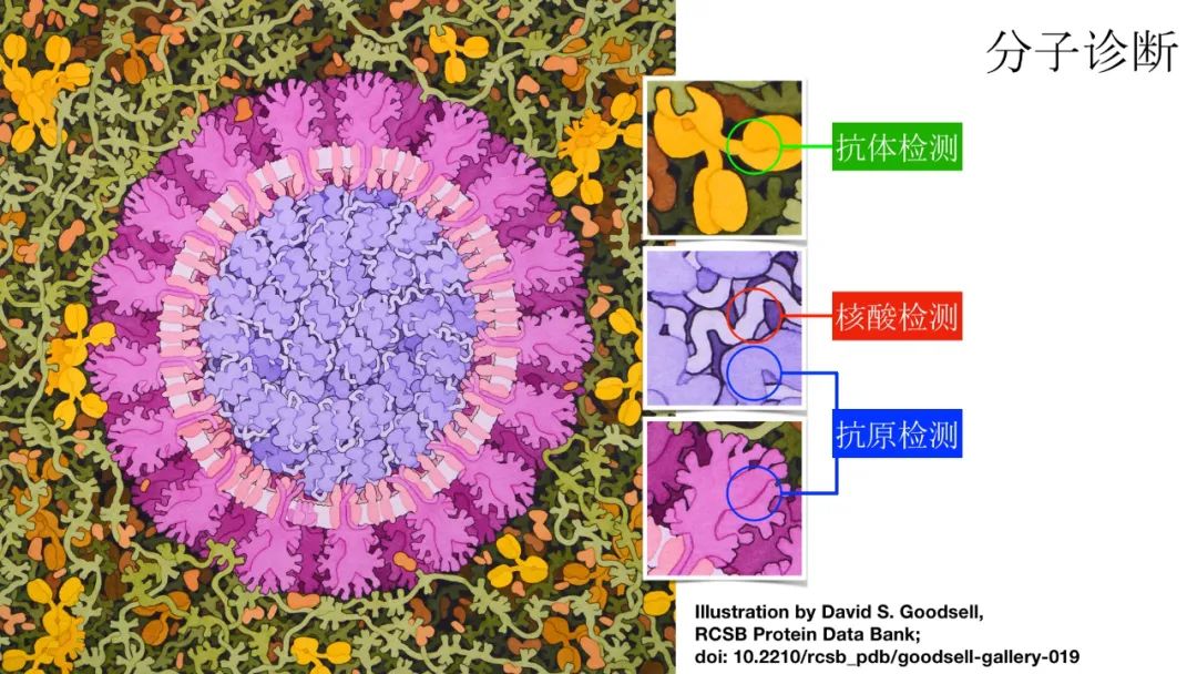 新冠病毒检测结果实验室解读,新冠病毒有哪些实验室检测方法
