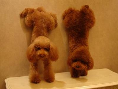 贵宾犬生产注意事项,贵宾犬注意事项