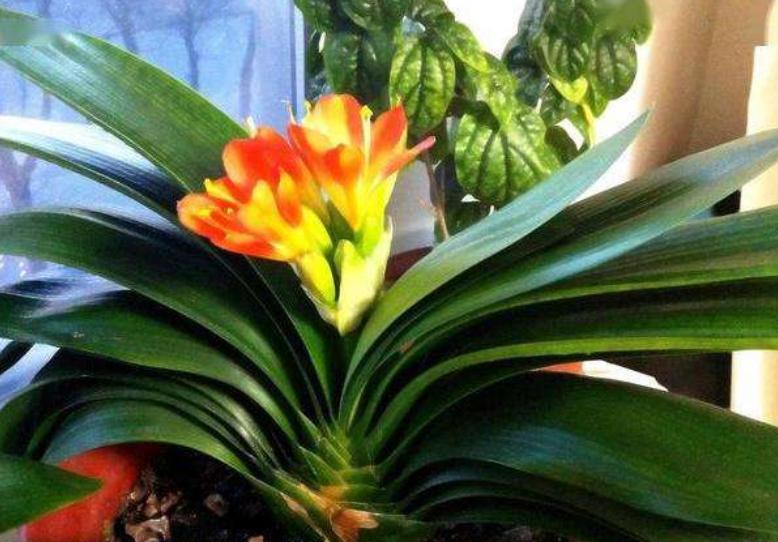 植物黄叶就用它调理,植物黄叶用什么挽救