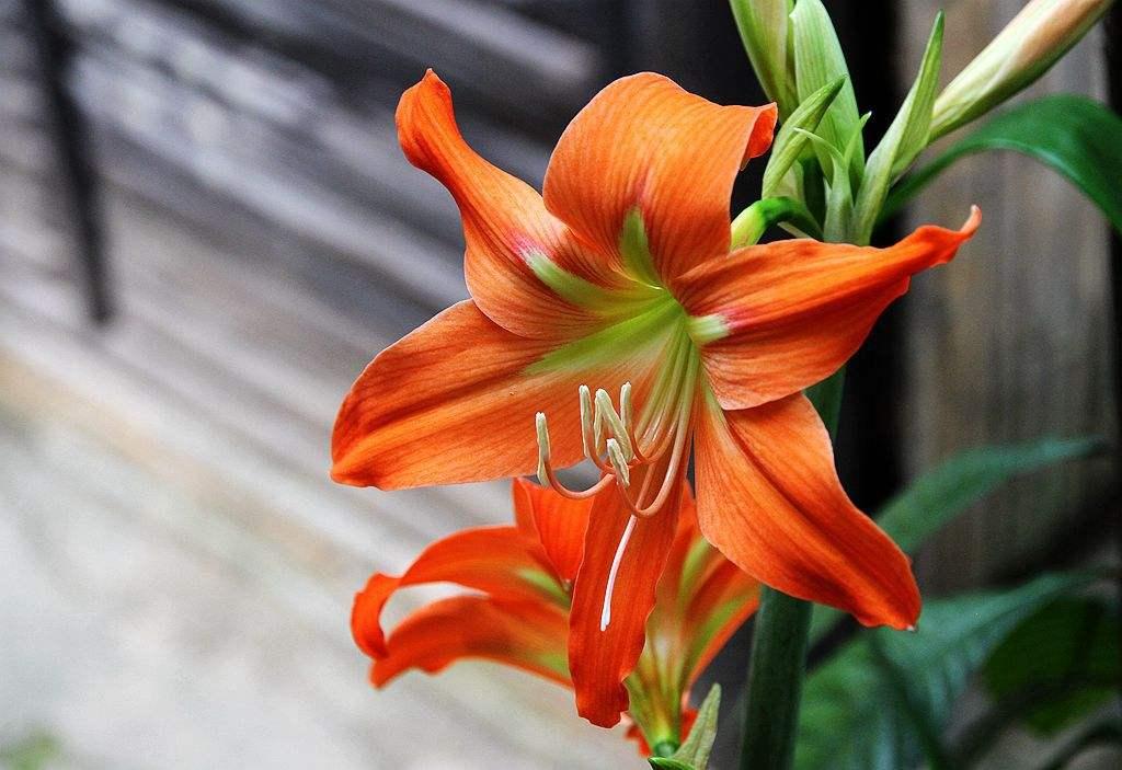 想要朱顶红种球恢复，叶片是关键，养护注意几点，避免叶片倒伏