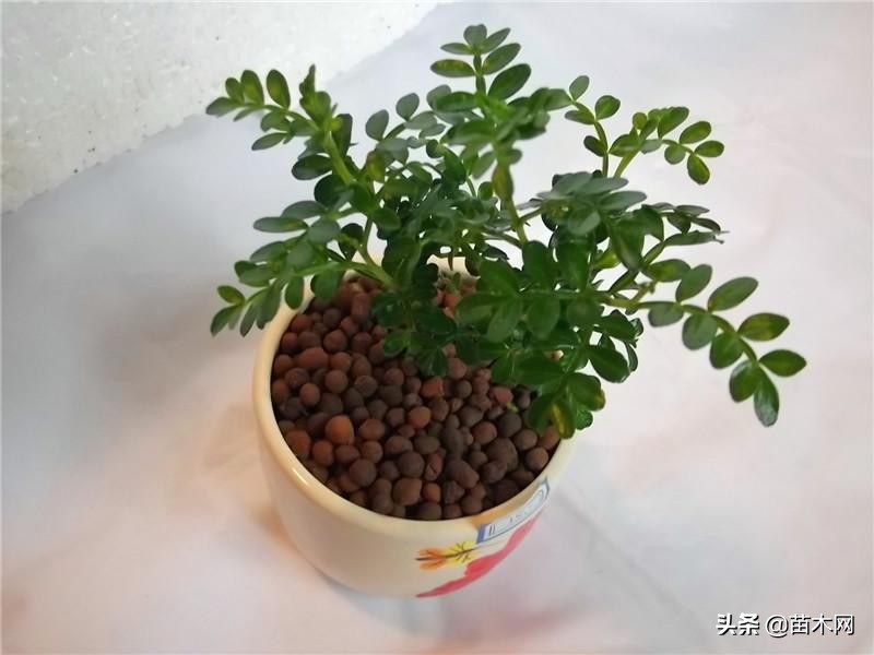 收藏！关于清香木最常用养护知识