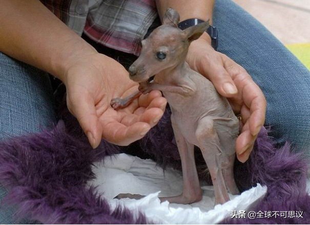 世界上四种无毛动物,15种令人难以置信的不寻常动物