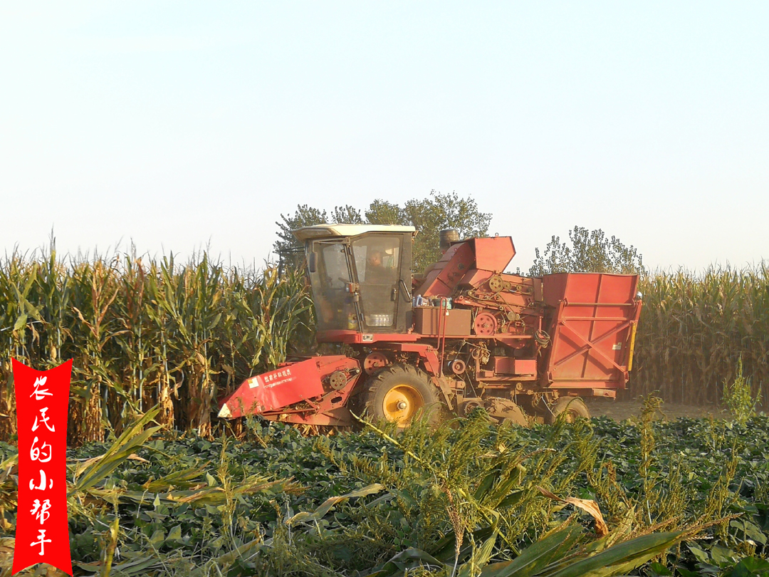 一袋玉米种子能赚多少钱,种植一亩地玉米纯利润有多少
