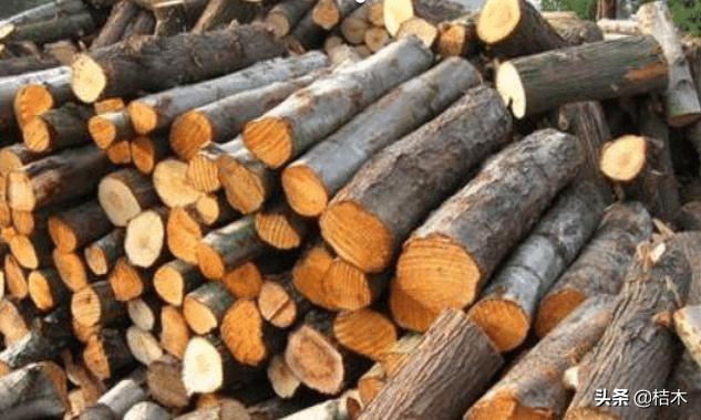 桉树为什么叫畜生桉,桉树为什么会被骂