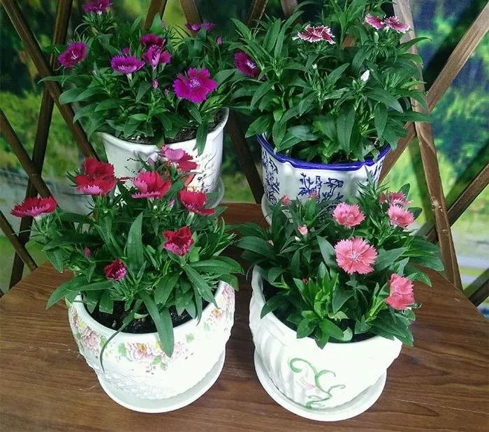 去花市买花千万别买这4种花,春天逛花市5种花千万别买