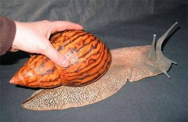 入侵物种，非洲大蜗牛，专家建议最好不要触碰，更不要食用