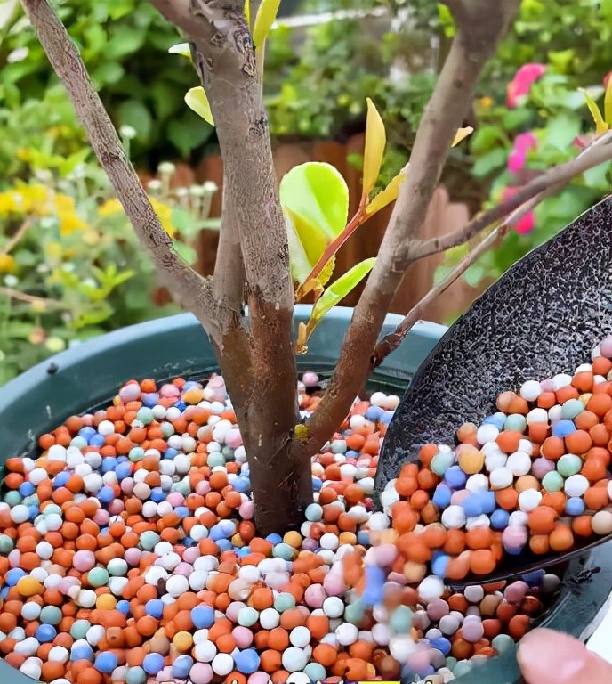 花盆里长野草怎么处理,花盆长杂草怎么利用