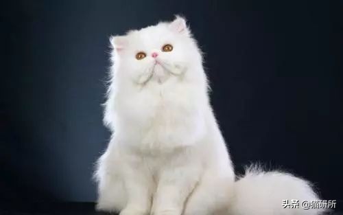 猫咪航空托运全面解析铲屎官必看,八大航空公司对于托运猫咪要求