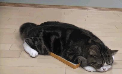 猫咪的十大坏习惯,猫咪十大常见病和预防方法