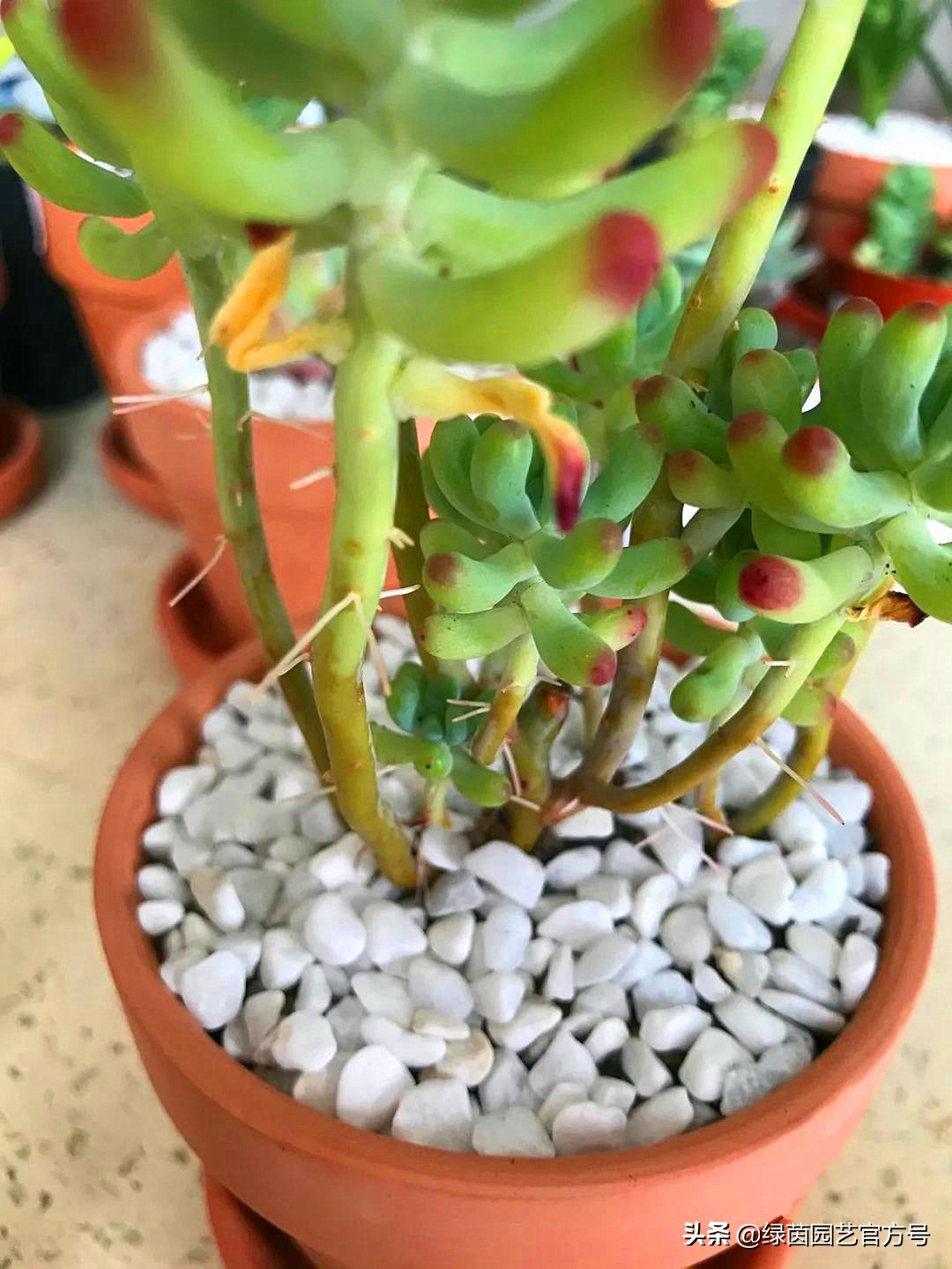 多肉唐印为什么夏天长气根,多肉蒂亚换盆之后出现气根和黄叶