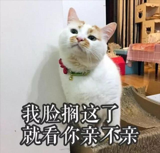 看到自家猫心情都会很好,这样的猫你会想养一只吗