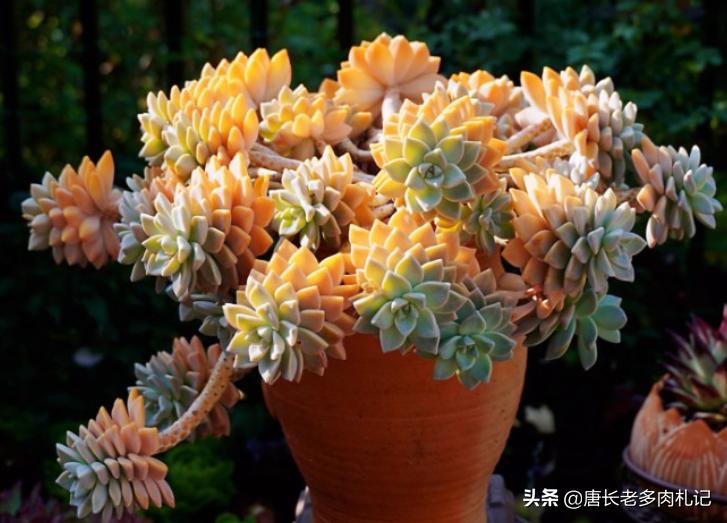 养多肉是个坑,养多肉不为人知的秘密