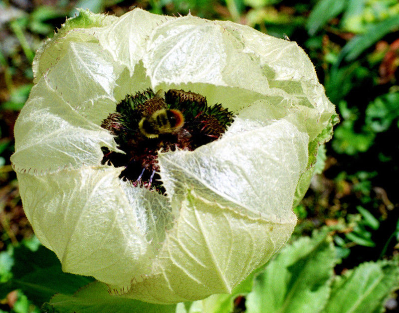 国家二级保护开花植物,一级保护植物雪莲花图片大全
