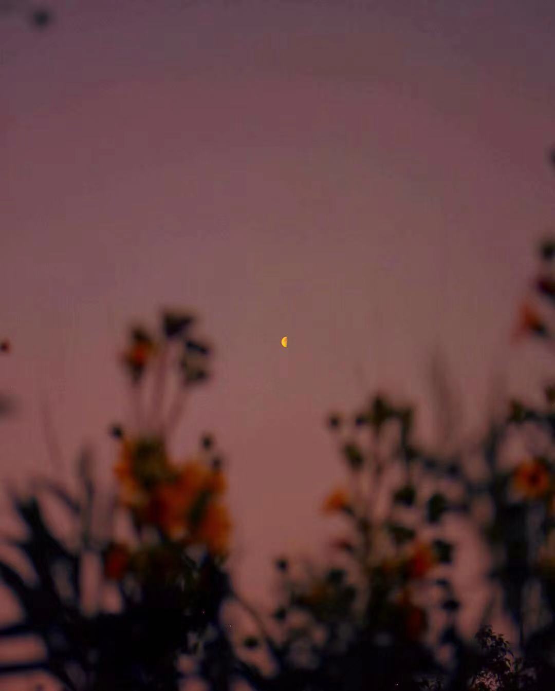 斑驳的光影,斑驳的光影灿烂而明丽