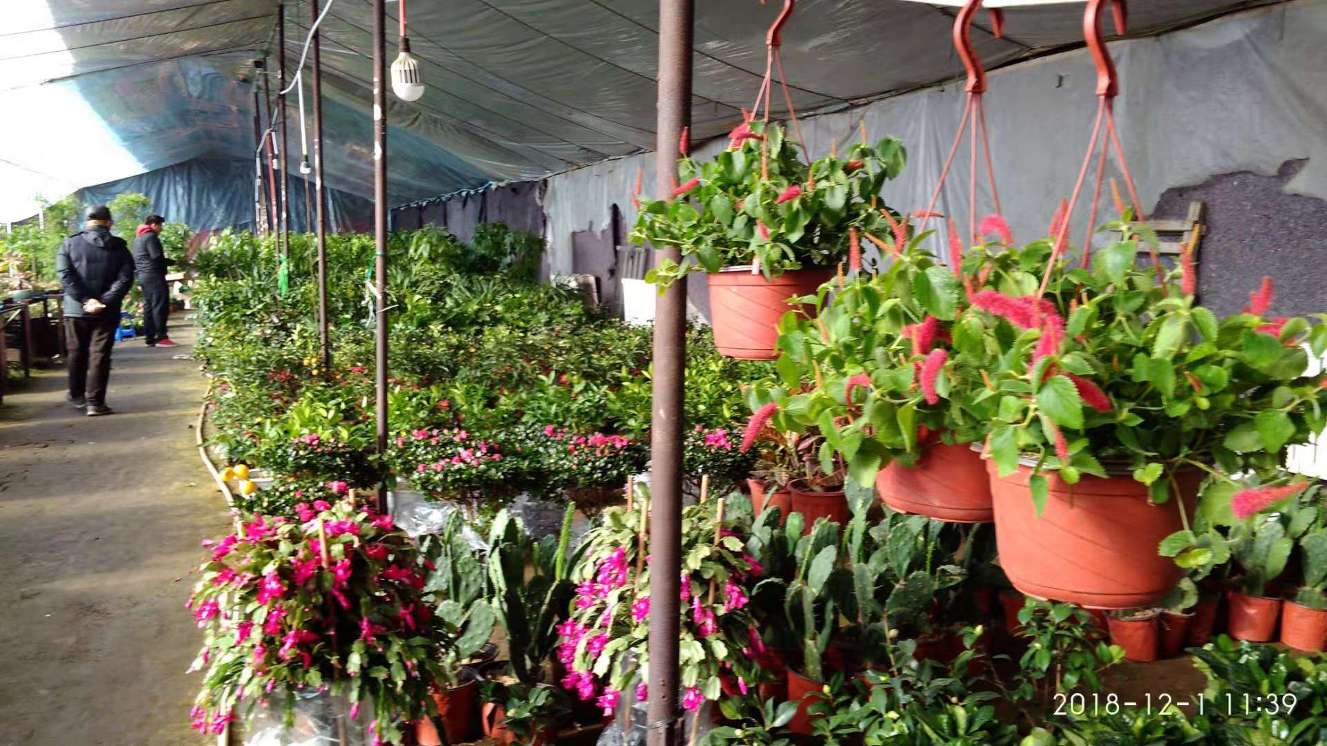 沈阳花卉市场扔花的地方,沈阳花卉市场